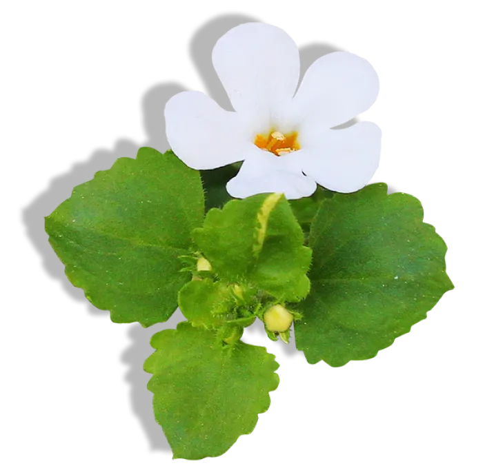 <div class="metafield-rich_text_field"><h4>Bacopa  Monnieri</h4></div>