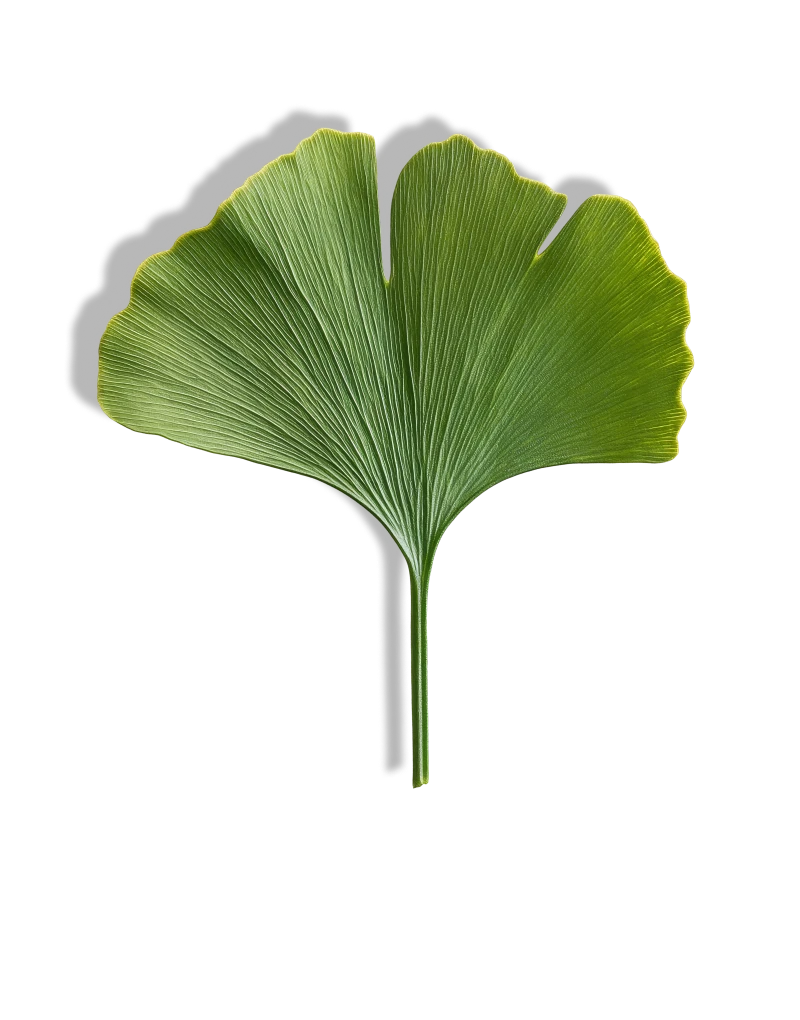 <div class="metafield-rich_text_field"><h4>Ginkgo Biloba</h4></div>